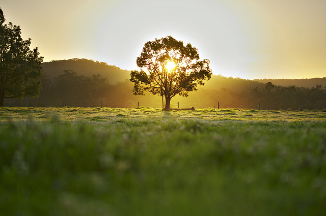 HD tree of wisdom wallpapers